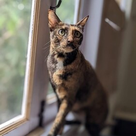 Pista is a 3.5-year-old affectionate female kitty who loves bird-watching from the window. Pista is a 3.5-year-old affectionate female kitty who loves bird-watching from the window.