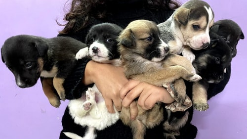 Mishti, Chikki, Jalebi, Barfi, Kaju, and Ladoo are barely 25-day-old indie puppies ready to fill your heart with all the love! Mishti, Chikki, Jalebi, Barfi, Kaju, and Ladoo are barely 25-day-old indie puppies ready to fill your heart with all the love!