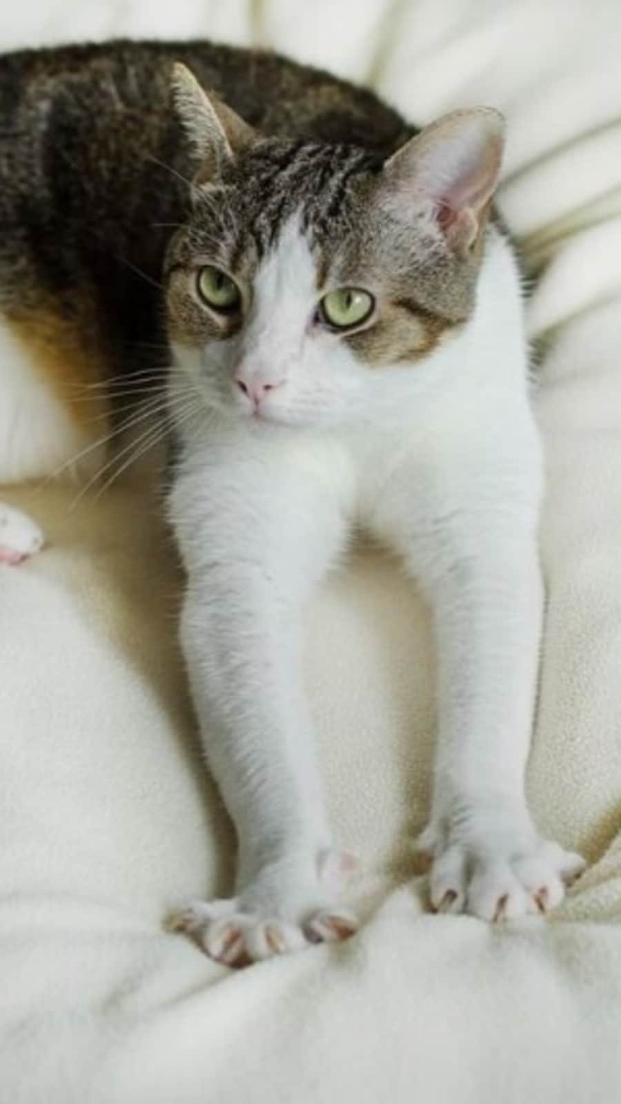 Why do cats knead? Facts behind the cute habit | Hindustan Times