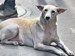 Police said the pet dog of the vendor's family started barking in the locality, annoying the accused. (Representative image) Police said the pet dog of the vendor's family started barking in the locality, annoying the accused. (Representative image)
