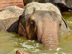 The Koh Yao centre offered tourist packages with activities like feeding, showering, and walking with elephants. The Koh Yao centre offered tourist packages with activities like feeding, showering, and walking with elephants.