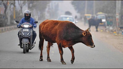 A bovine on Choti Haibowal road in Ludhiana on Tuesday. (HT Photo) A bovine on Choti Haibowal road in Ludhiana on Tuesday. (HT Photo)
