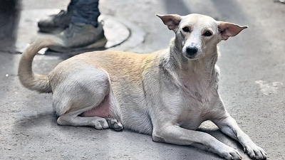 Police said the pet dog of the vendor's family started barking in the locality, annoying the accused. (Representative image) (HT File) Police said the pet dog of the vendor's family started barking in the locality, annoying the accused. (Representative image) (HT File)