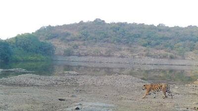 Male tiger born in Tipeshwar Wildlife Sanctuary in Yavatmal has travelled 500 kilometres, reaching Solapur district. (HT) Male tiger born in Tipeshwar Wildlife Sanctuary in Yavatmal has travelled 500 kilometres, reaching Solapur district. (HT)