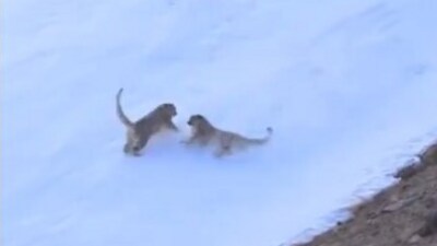 IAS officer Supriya Sahu shared a captivating video showcasing snow leopards joyfully playing in the snow, (X/supriyasahuias)