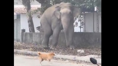 A stray dog’s bold encounter with an elephant went viral. (X/@susantananda3) A stray dog’s bold encounter with an elephant went viral. (X/@susantananda3)