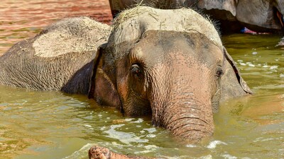 The Koh Yao centre offered tourist packages with activities like feeding, showering, and walking with elephants. (Representational Image/Pexel) The Koh Yao centre offered tourist packages with activities like feeding, showering, and walking with elephants. (Representational Image/Pexel)
