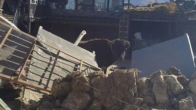 The epicentre of the earthquake was in Tsogo Township of Dingri County, which has a population of approximately 6,900 people within a 20-km radius. Official data cited in a news agency PTI report says Dingri County has a population of over 61,000 people. This picture shows livestock looking on amid debris from damaged houses in Shigatse, Tibet, after the earthquake. (AFP) The epicentre of the earthquake was in Tsogo Township of Dingri County, which has a population of approximately 6,900 people within a 20-km radius. Official data cited in a news agency PTI report says Dingri County has a population of over 61,000 people. This picture shows livestock looking on amid debris from damaged houses in Shigatse, Tibet, after the earthquake. (AFP)