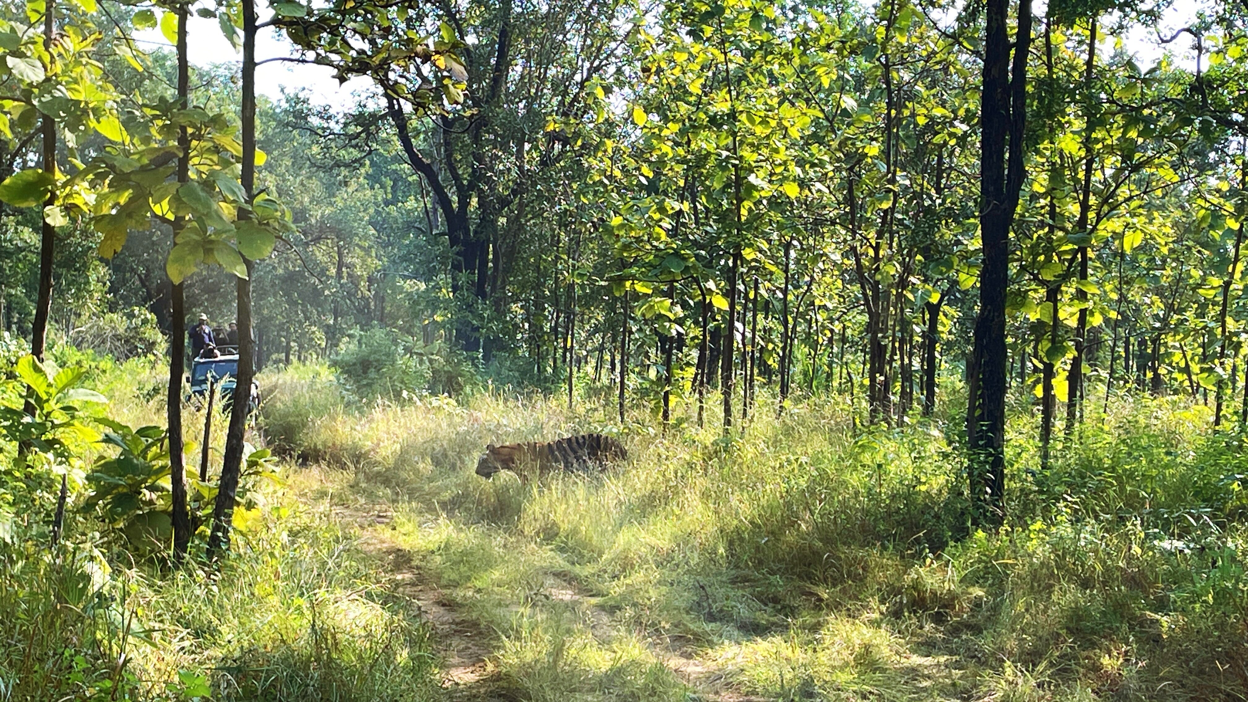 A tiger sighting in the Satpura Tiger Reserve (Veidehi Gite) A tiger sighting in the Satpura Tiger Reserve (Veidehi Gite)