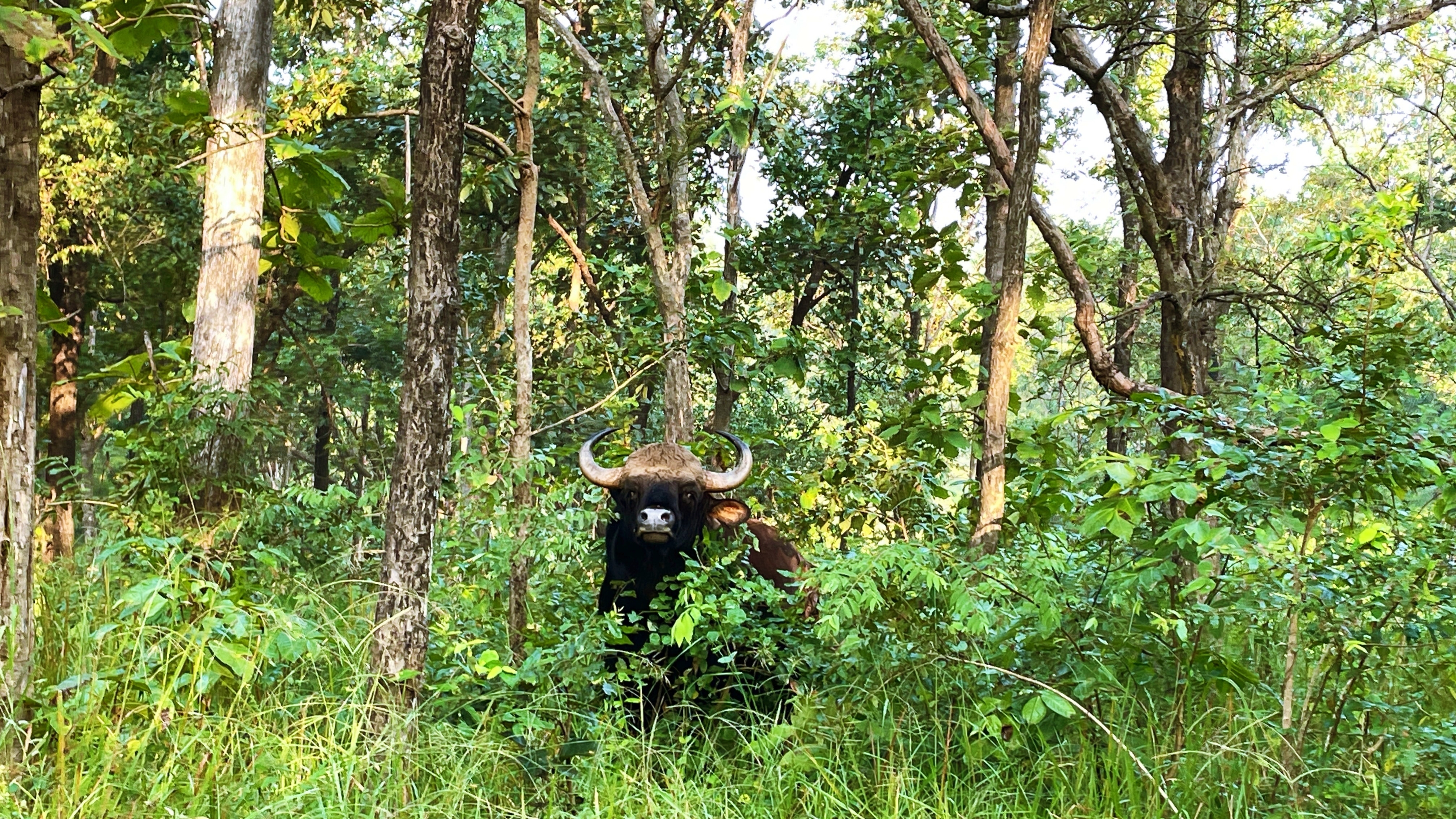 “Indian gaur, the world’s largest wild bovine, gathers in herds along Satpura’s northern and western edges in the dry season.” (Veidehi Gite) “Indian gaur, the world’s largest wild bovine, gathers in herds along Satpura’s northern and western edges in the dry season.” (Veidehi Gite)