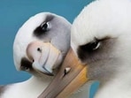 Albatrosses