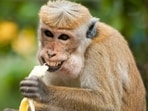 The monkey reportedly took two bananas from the child's bag at Singapore Zoo. 