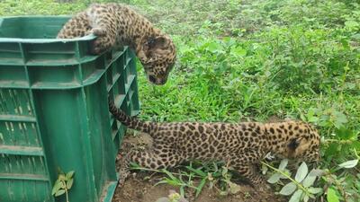 Officials said an increase in the leopard population across India has escalated human-animal conflicts. (HT PHOTO/Representative) Officials said an increase in the leopard population across India has escalated human-animal conflicts. (HT PHOTO/Representative)