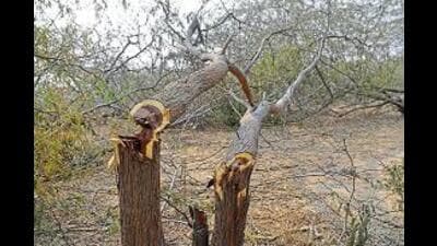 The DC has alleged that the trees were being cut by a senior government official planning to buy property in the area. (HT File) The DC has alleged that the trees were being cut by a senior government official planning to buy property in the area. (HT File)