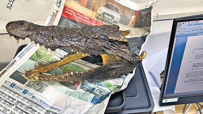 The severed crocodile head in custody. (HT Photo) The severed crocodile head in custody. (HT Photo)