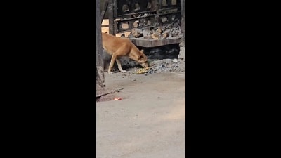 While the additional municipal commissioner expressed concern, the PMC’s health and electrical departments appeared hesitant to accept responsibility for the alleged mismanagement.  (VIDEO GRAB)