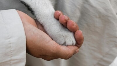 The study observed that dogs may recognise stress in their owners, and this could influence their own stress levels. (Pexels) The study observed that dogs may recognise stress in their owners, and this could influence their own stress levels. (Pexels)