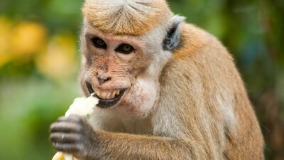 The monkey reportedly took two bananas from the child's bag at Singapore Zoo. (Representaional image/Pexels)
