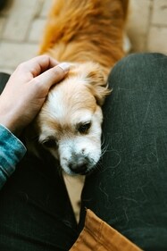 Study reveals how our emotions can affect our dogs. (Pexels) Study reveals how our emotions can affect our dogs. (Pexels)