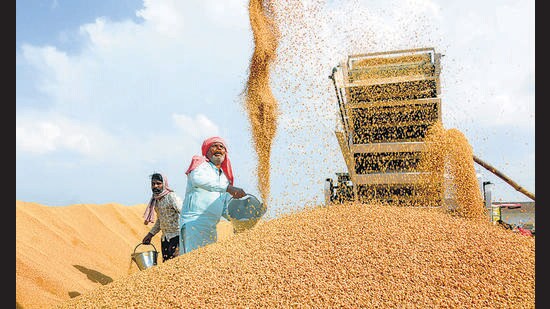 A higher wheat output was expected to help tame elevated food prices. (PTI/Representative)