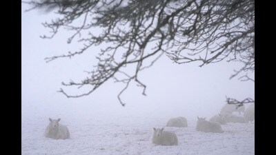 Sheep in a snowy field in County Kildare (PA) Sheep in a snowy field in County Kildare (PA)