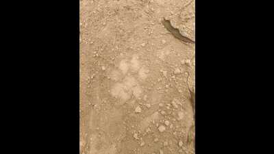 Fresh pugmark of tiger in Rehmankheda (Sourced) Fresh pugmark of tiger in Rehmankheda (Sourced)