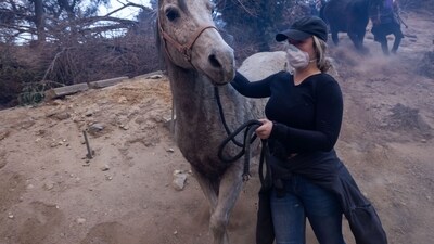 Rescuers evacuate horses during the Eaton Fire in Altadena, California, US, on Wednesday, Jan. 8, 2025. The most destructive wind storm to strike the Los Angeles area in 14 years. (Bloomberg) Rescuers evacuate horses during the Eaton Fire in Altadena, California, US, on Wednesday, Jan. 8, 2025. The most destructive wind storm to strike the Los Angeles area in 14 years. (Bloomberg)