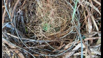 Nests made by birds using banned nylon manja stuck in trees causes life-threatening injuries and even death to nestlings in some cases, states report published by RESQ Charitable Trust and Maharashtra Forest Department. (HT) Nests made by birds using banned nylon manja stuck in trees causes life-threatening injuries and even death to nestlings in some cases, states report published by RESQ Charitable Trust and Maharashtra Forest Department. (HT)