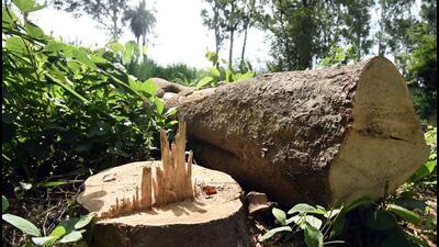 Second investigation conducted by senior forest officials has confirmed illegal tree cutting at MNC premises in Wagholi. ((PIC FOR REPRESENTATION)) Second investigation conducted by senior forest officials has confirmed illegal tree cutting at MNC premises in Wagholi. ((PIC FOR REPRESENTATION))