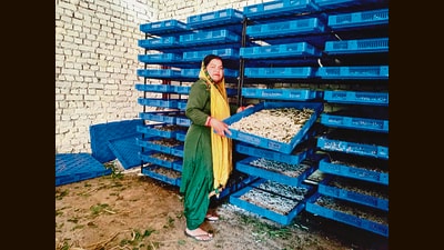 Sericulturist Sushila Devi at her shed at Dhurang Khad village in Pathankot. (HT Photo) Sericulturist Sushila Devi at her shed at Dhurang Khad village in Pathankot. (HT Photo)