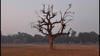 The pruned tree at the PAU football ground in Ludhiana on Thursday. (Manish/HT) The pruned tree at the PAU football ground in Ludhiana on Thursday. (Manish/HT)