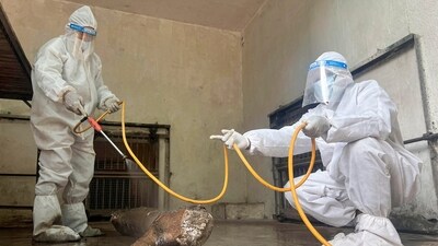 A veterinary team of Maharajbagh Zoo sanitises the cages of tigers and leopards as a precaution against H5N1 virus, in Nagpur, Tuesday, Jan 7, 2025. Three tigers and a leopard died of H5N1 virus at an animal rescue centre in Nagpur recently. (PTI) A veterinary team of Maharajbagh Zoo sanitises the cages of tigers and leopards as a precaution against H5N1 virus, in Nagpur, Tuesday, Jan 7, 2025. Three tigers and a leopard died of H5N1 virus at an animal rescue centre in Nagpur recently. (PTI)