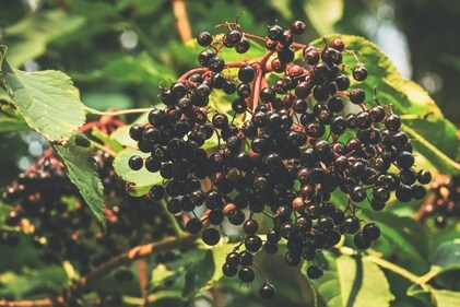A week of drinking elderberry juice can do miracles for health. (Pexels) A week of drinking elderberry juice can do miracles for health. (Pexels)