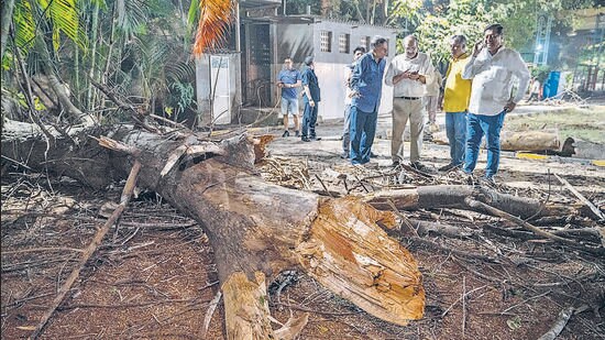 Mumbai, India - Jan. 9, 2025: A 60 year old woman died while another was injured after a branch of a dead tree in a private garden fell on them. The women were rushed to Rajawadi Hospital in Mumbai, India, on Thursday, January 9, 2025. (Photo by Satish Bate/ Hindustan Times) (Hindustan Times)