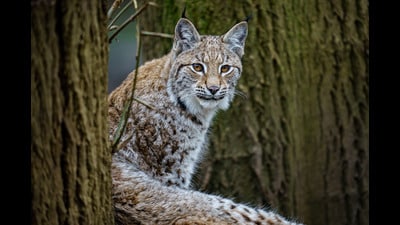 There has been a sighting of two more lynx in the area where two of the animals were captured on Thursday (Ben Birchall/PA) There has been a sighting of two more lynx in the area where two of the animals were captured on Thursday (Ben Birchall/PA)