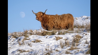 A Highland cow grazes in a snow-covered field near Shotts, North Lanarkshire. Temperatures will continue to fall over the coming days, with the mercury potentially reaching minus 20C in northern parts of the UK on Friday night. Weather warnings for ice are in place across the majority of Wales and Northern Ireland, as well as large parts of the east of England. Picture date: Friday January 10, 2025. PA. A Highland cow grazes in a snow-covered field near Shotts, North Lanarkshire. Temperatures will continue to fall over the coming days, with the mercury potentially reaching minus 20C in northern parts of the UK on Friday night. Weather warnings for ice are in place across the majority of Wales and Northern Ireland, as well as large parts of the east of England. Picture date: Friday January 10, 2025. PA.