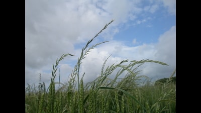 Glyphosate-resistance Italian ryegrass has been found on a farm in Kent (John Cussans/Adas) Glyphosate-resistance Italian ryegrass has been found on a farm in Kent (John Cussans/Adas)