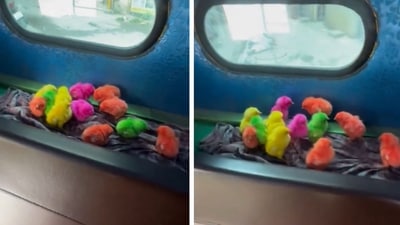 The chicks were nestled in the back of the auto. (X/@moge_oye) The chicks were nestled in the back of the auto. (X/@moge_oye)