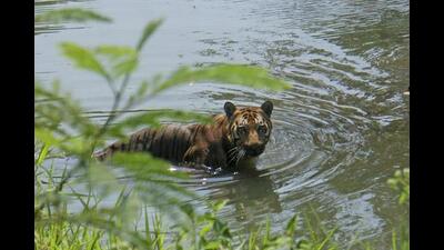 Mumbai, India - 1 April 2018: Anand 6year old Royal Bengal Tiger cools himself in water pond at Sanjay Gandhi National Park,Borivali in Mumbai, India, on Sunday, April 1, 2018. (Photo by Pramod Thakur/ Hindustan Times) (Hindustan Times)