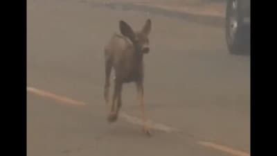 A baby deer fleeing wildfires in Los Angeles went viral. (X/@ShresthaAlishna) A baby deer fleeing wildfires in Los Angeles went viral. (X/@ShresthaAlishna)