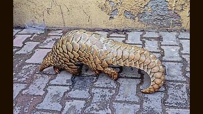 The Indian Pangolin after it was rescued by the army and the wildlife protection department in Rajouri on Friday. (PTI) The Indian Pangolin after it was rescued by the army and the wildlife protection department in Rajouri on Friday. (PTI)