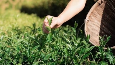 He also recommended visiting the world-famous tea gardens of Assam. As per assam.gov.in, the tea has a smooth malty flavour. (PC: Shutterstock) He also recommended visiting the world-famous tea gardens of Assam. As per assam.gov.in, the tea has a smooth malty flavour. (PC: Shutterstock)
