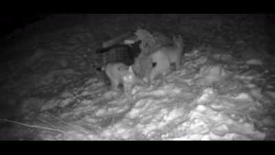 A CCTV screenshot of the two lynx, pictured early on Friday morning (RZSS/PA) A CCTV screenshot of the two lynx, pictured early on Friday morning (RZSS/PA)