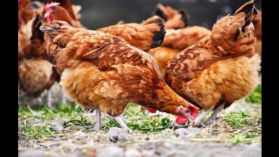 The restrictions put in place stop the movement of poultry, carcases, eggs, used poultry litter and manure (Alamy/PA) The restrictions put in place stop the movement of poultry, carcases, eggs, used poultry litter and manure (Alamy/PA)