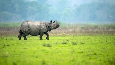 Travellers can also visit Kaziranga National Park to spot one-horned rhinoceros. (PC: Shutterstock) Travellers can also visit Kaziranga National Park to spot one-horned rhinoceros. (PC: Shutterstock)