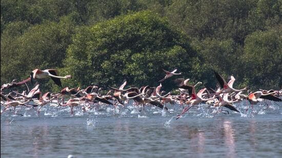 Mumbai, India - February 1, 2018: Flock of Flamingoes fly over Thane creek in Mumbai, India, on Thursday, February 1, 2018. (Photo by Pratik Chorge/Hindustan Times) (Pratik Chorge/HT Photo)