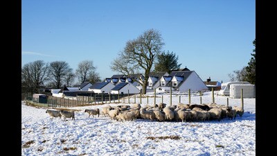 Sheep feed in a snow-covered field near Shotts, North Lanarkshire (Jane Barlow/PA) Sheep feed in a snow-covered field near Shotts, North Lanarkshire (Jane Barlow/PA)
