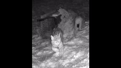 The lynx were baited into humane traps (RZSS/PA) The lynx were baited into humane traps (RZSS/PA)