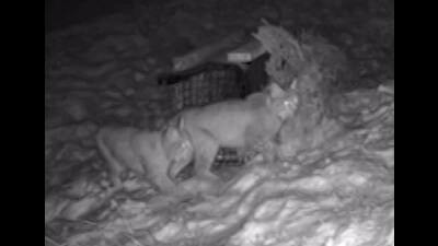 One of the lynx has died overnight (RZSS/PA)