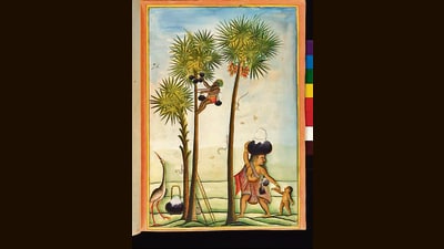 A 1785 painting of a toddy-tapper at work. (Wikimedia) A 1785 painting of a toddy-tapper at work. (Wikimedia)